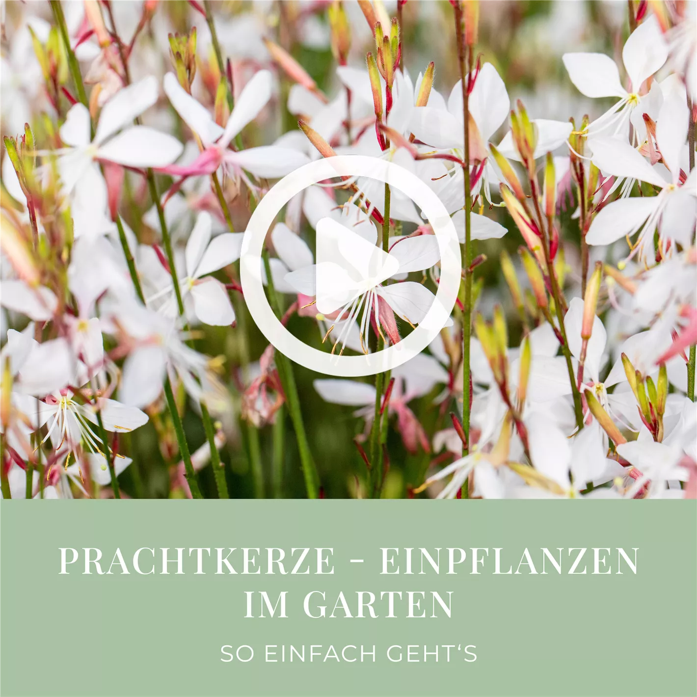 Prachtkerze - Einpflanzen im Garten