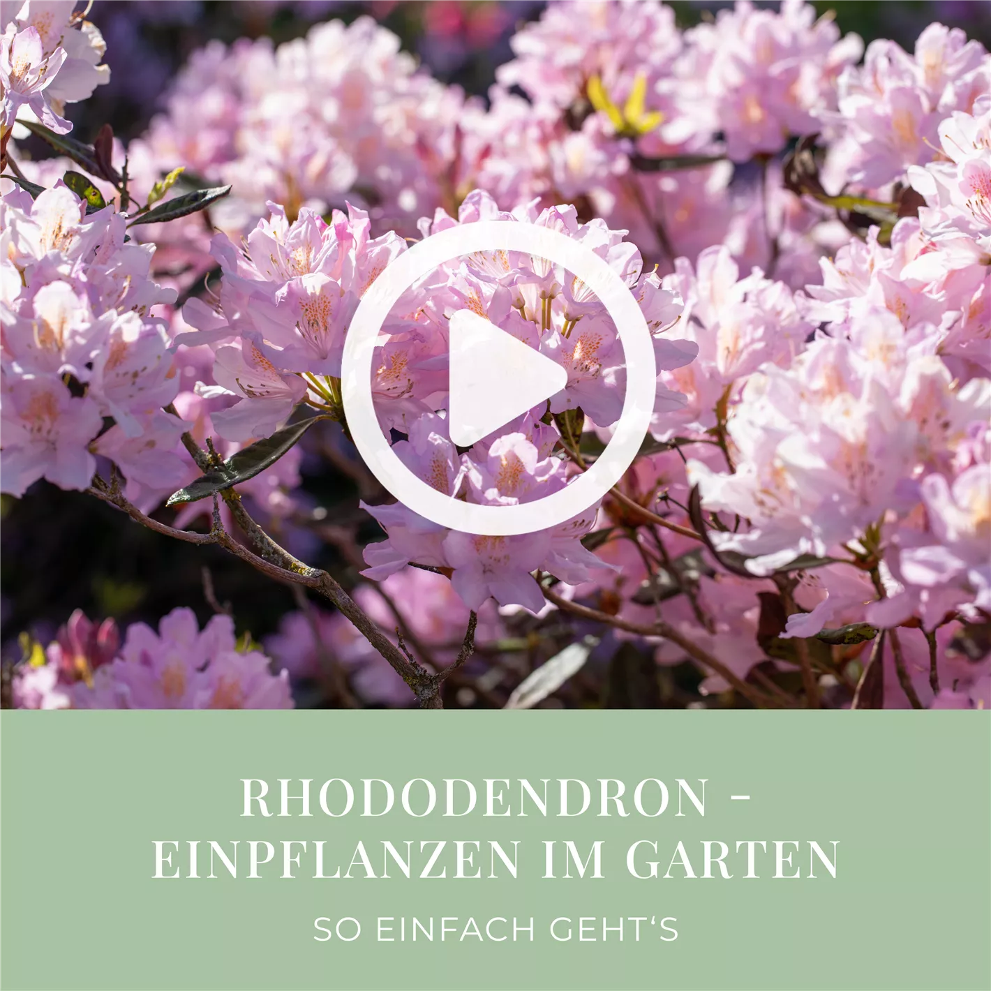 Rhododendron pflanzen leicht gemacht - Tipps und Tricks