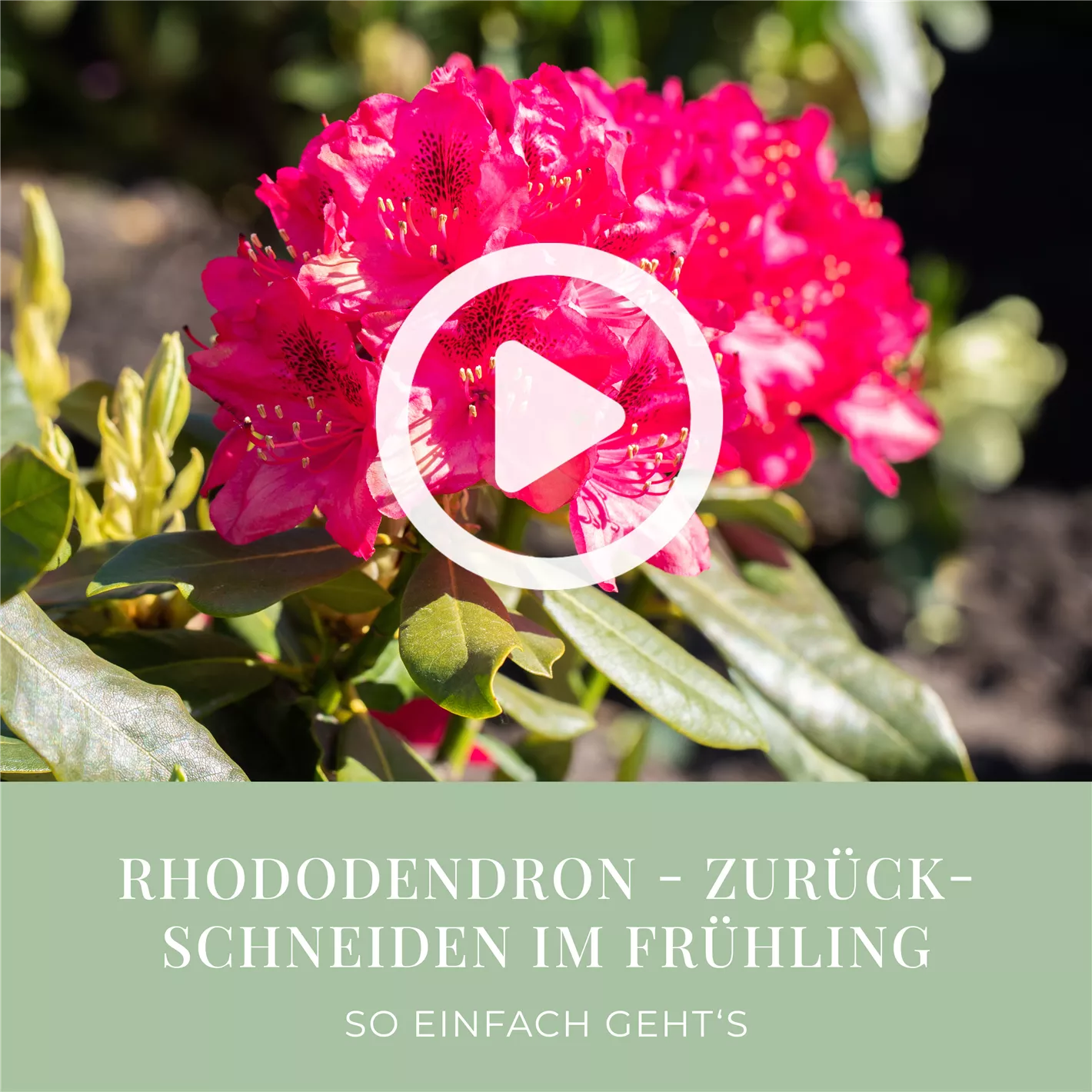 Wie man im Handumdrehen einen Rhododendron verjngen kann