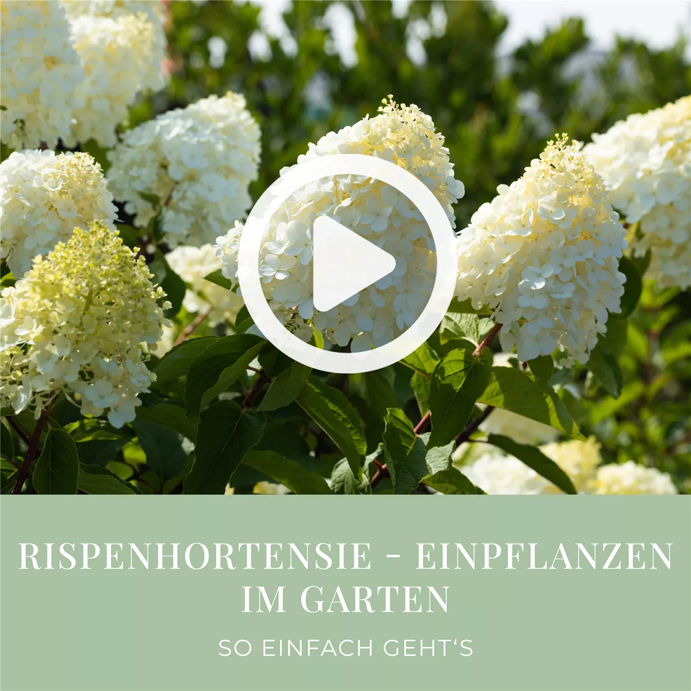 Rispenhortensie - Einpflanzen im Garten