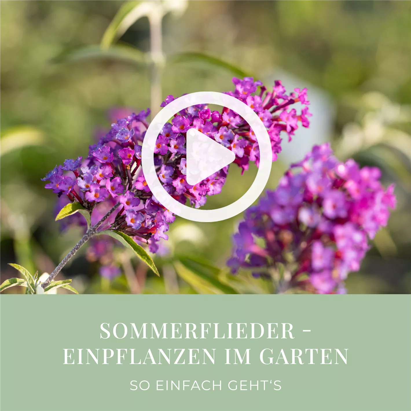obstbaum düngen Obstbaumdünger - Mineralischer NPK Flüssigdünger mit Stickstoff