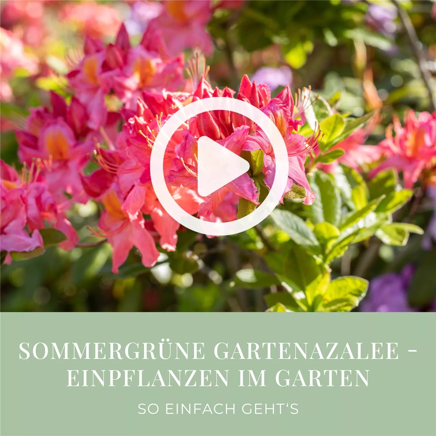 Sommergrne Gartenazalee - Einpflanzen im Garten