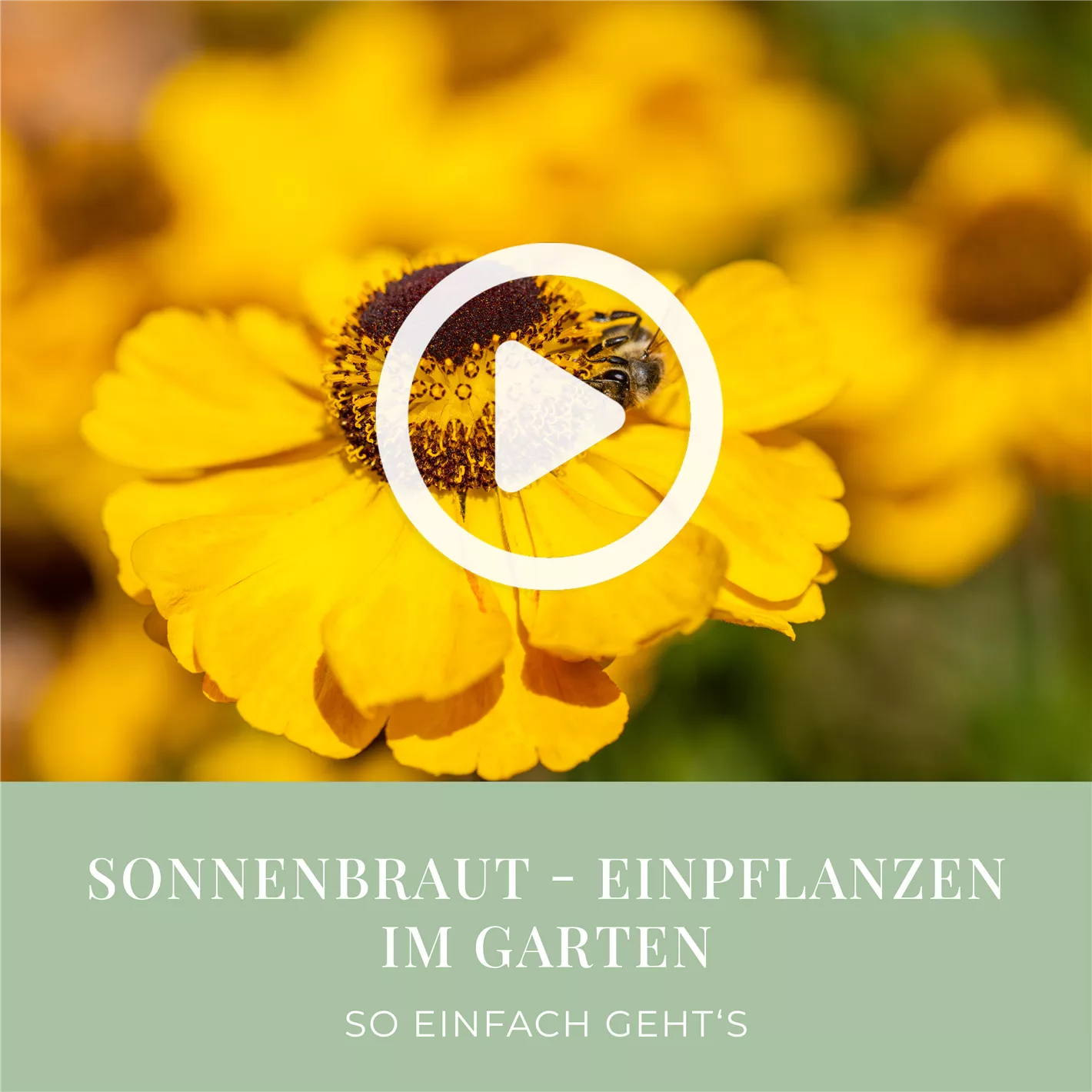 Sonnenbraut - Einpflanzen im Garten