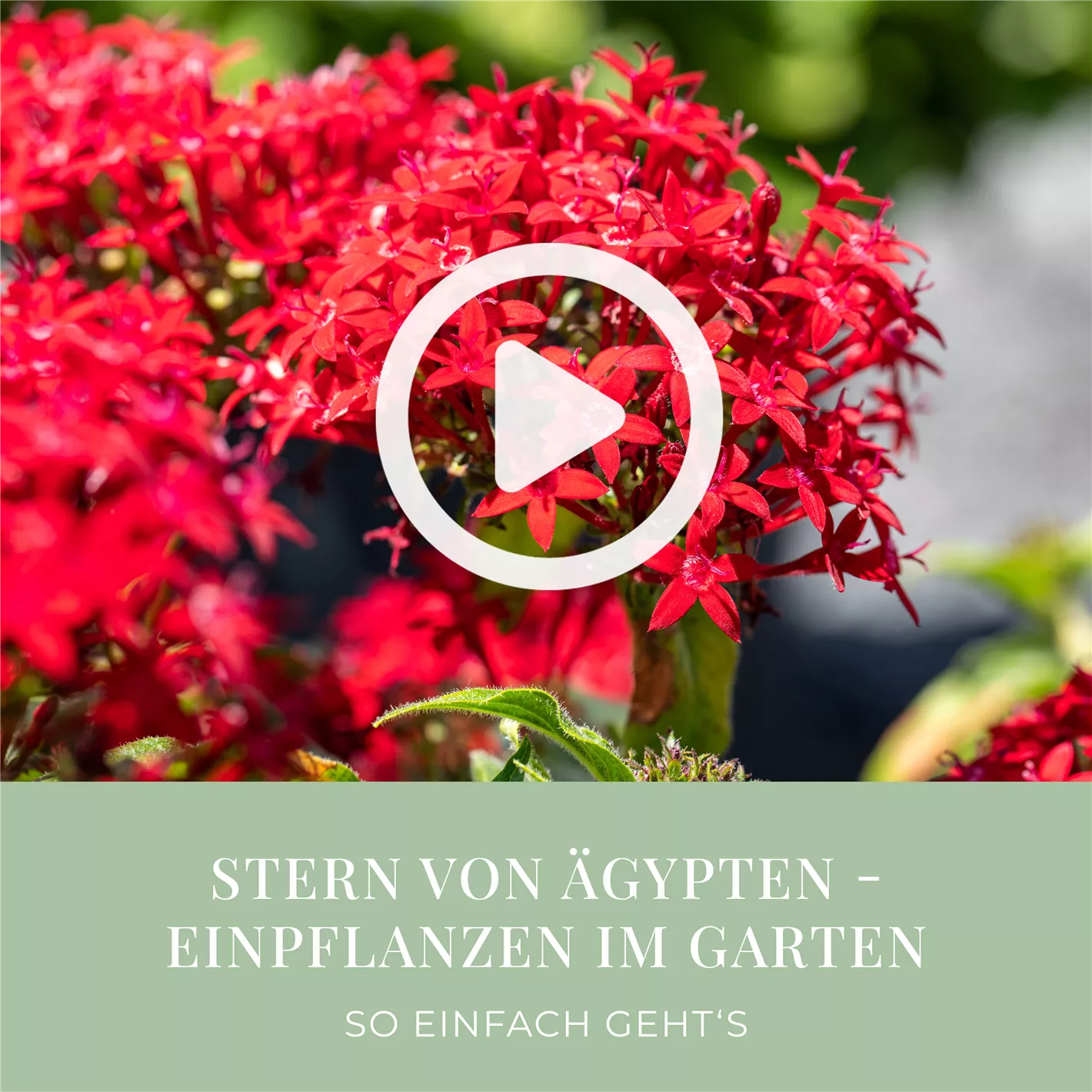 Stern von gypten - Einpflanzen im Garten
