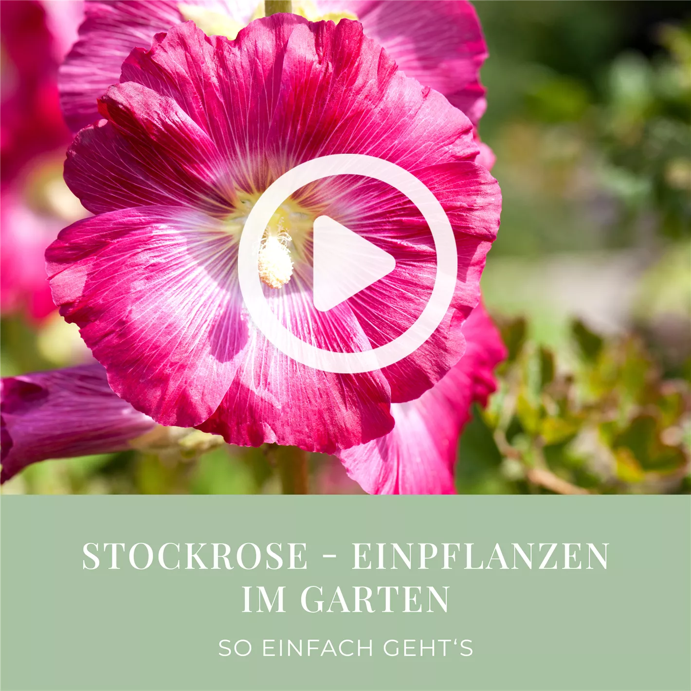 Stockrose - Einpflanzen im Garten