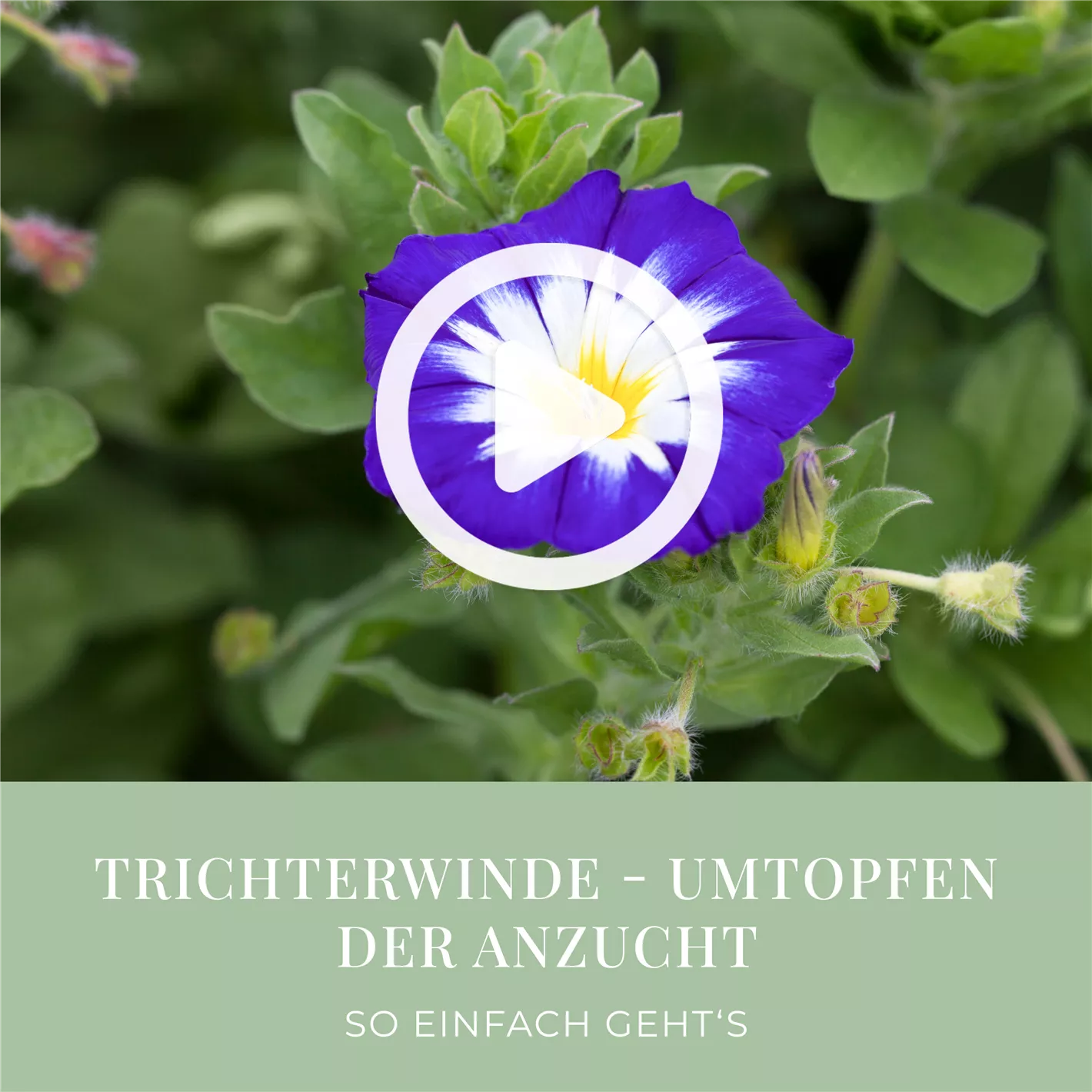 Trichterwinde - Umtopfen der Anzucht