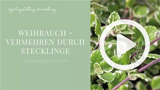 Weihrauch - Vermehren durch Stecklinge