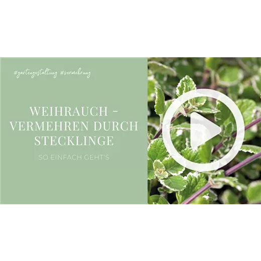 Weihrauch - Vermehren durch Stecklinge Weihrauch - Vermehren durch Stecklinge
