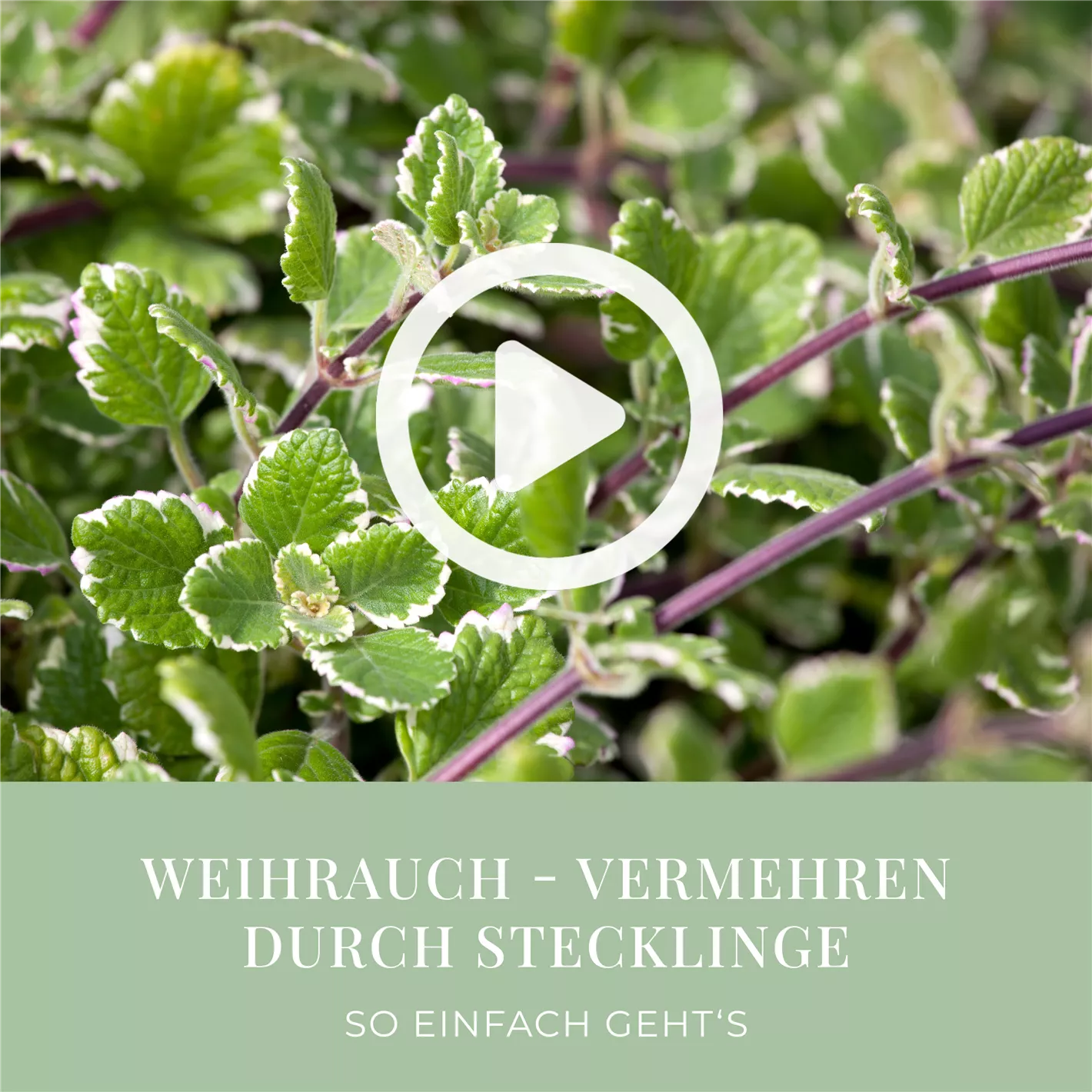 Weihrauch - Vermehren durch Stecklinge