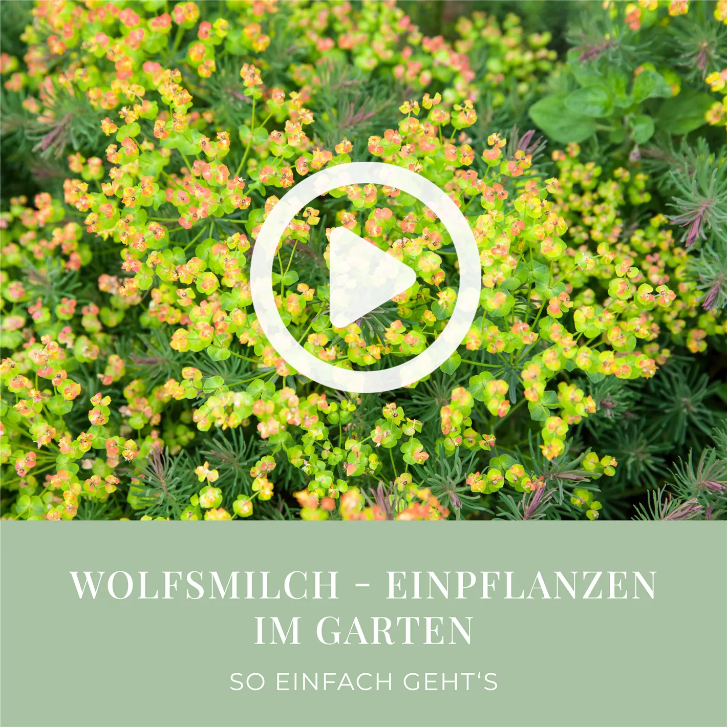 welchen dnger fr kruter Green Home Bio Dnger 1 Liter