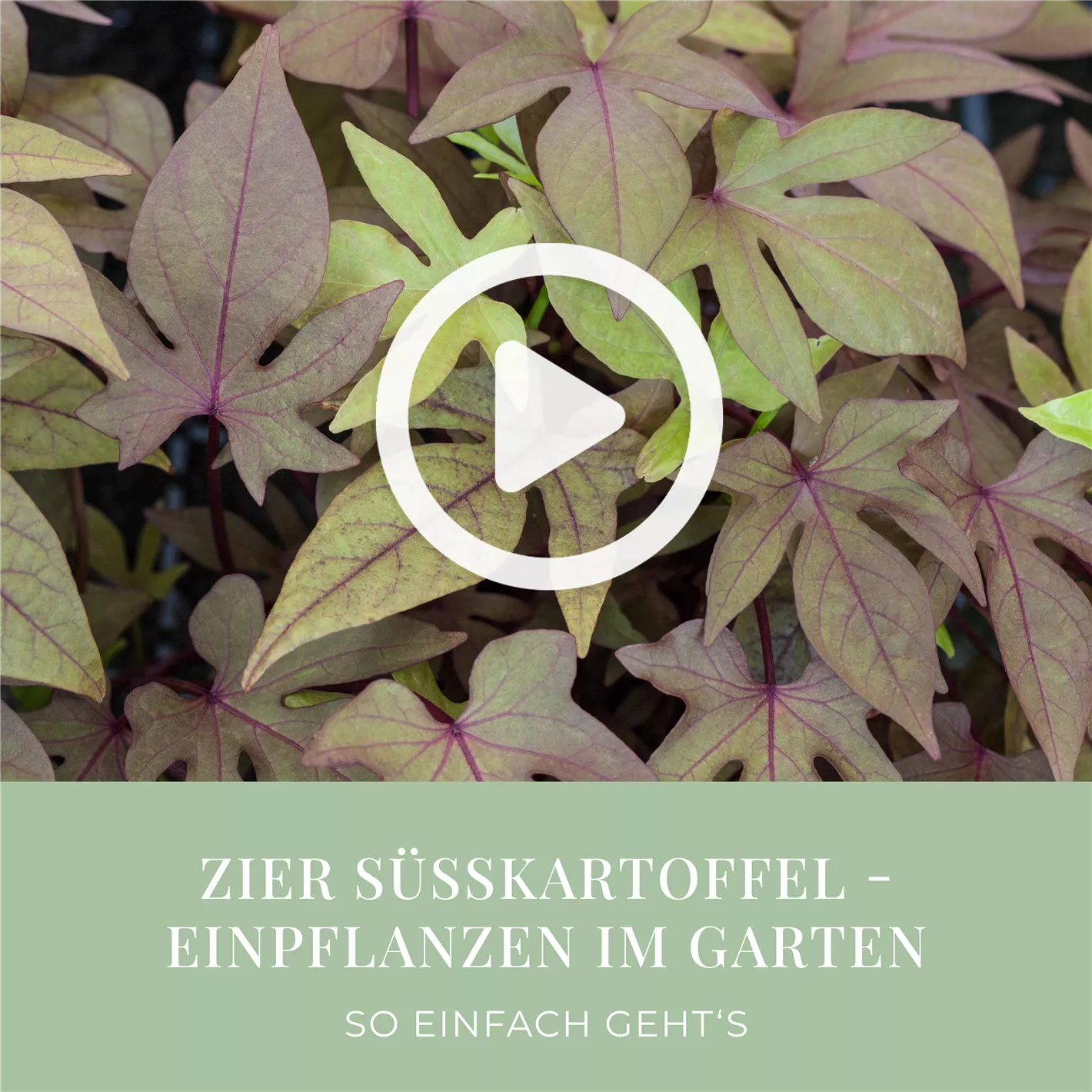 Zier Skartoffel - Einpflanzen im Garten