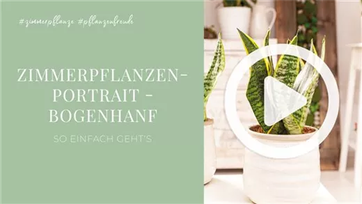 Zimmerpflanzenportrait - Bogenhanf Zimmerpflanzenportrait - Bogenhanf