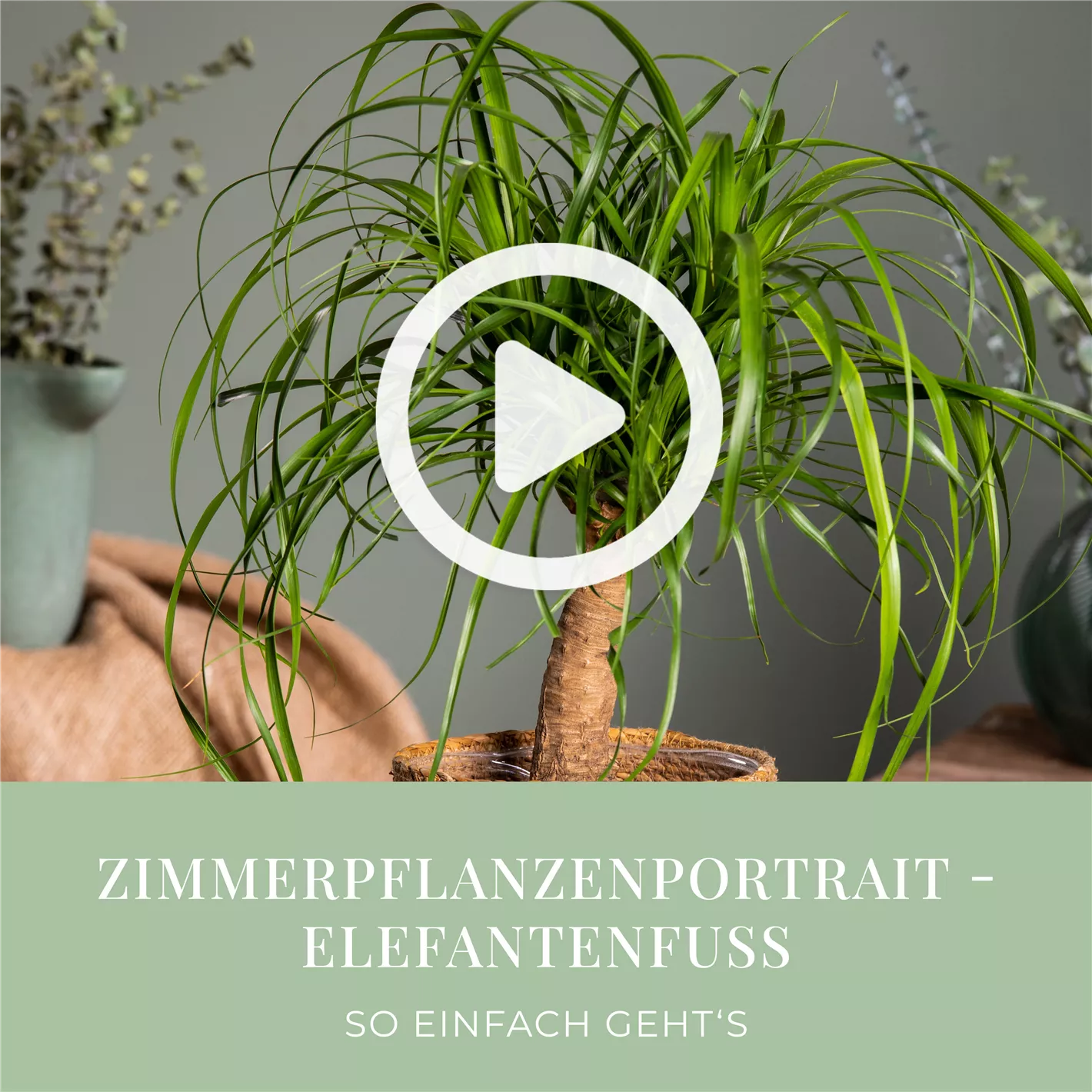 Zimmerpflanzenportrait - Elefantenfu