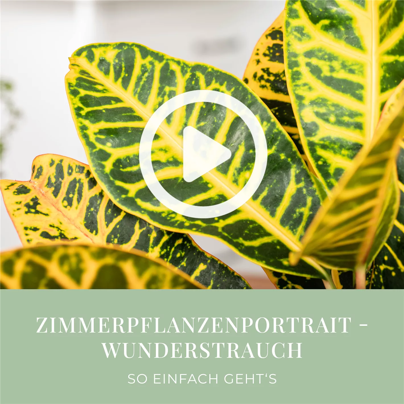 Mit Dnger fr Hydrokultur zum sauberen Zimmergarten