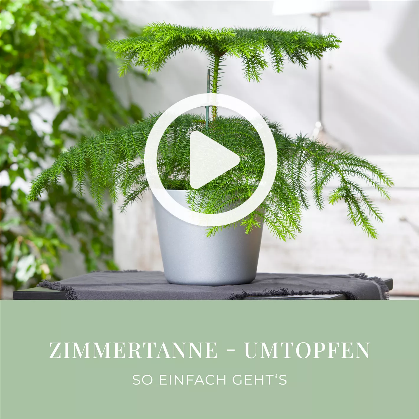 Zimmertanne - Umtopfen