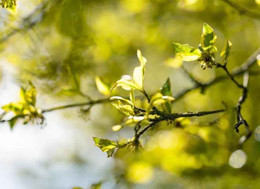 Laubgehölze für die Pflanzung im Herbst Laubgehölze für die Pflanzung im Herbst