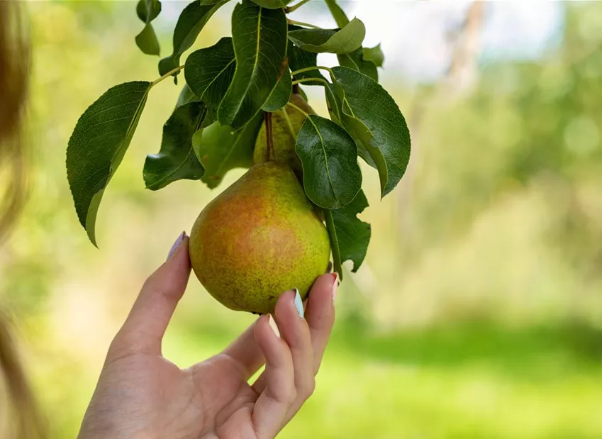 Pyrus communis 'Bosc´s Flaschenbirne' Pyrus communis 'Bosc´s Flaschenbirne'
