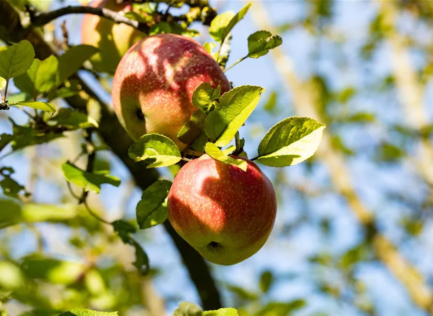 Malus domestica 'Iserapfel' Malus domestica 'Iserapfel'