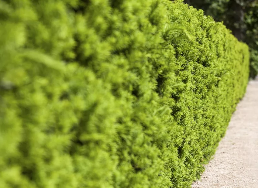 Taxus x media 'Hicksii' Taxus x media 'Hicksii'