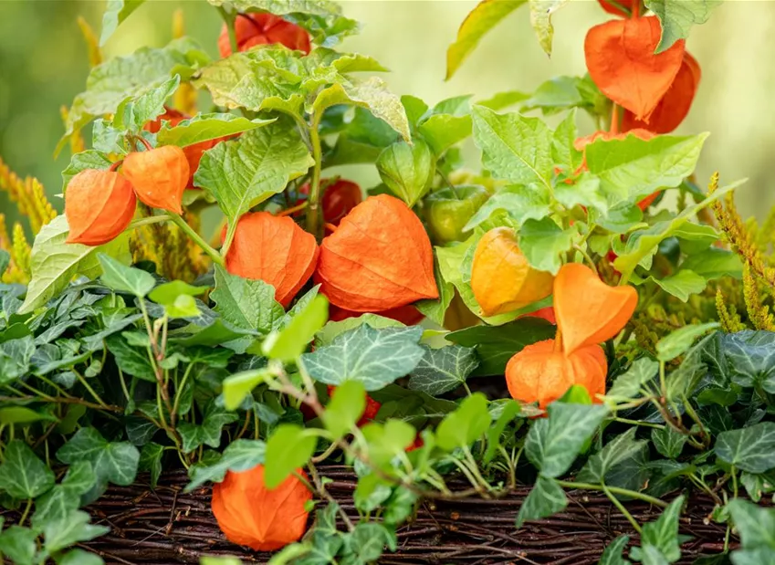 Herbstdeko - Bepflanzter Balkonkasten mit Physalis Herbstdeko - Bepflanzter Balkonkasten mit Physalis