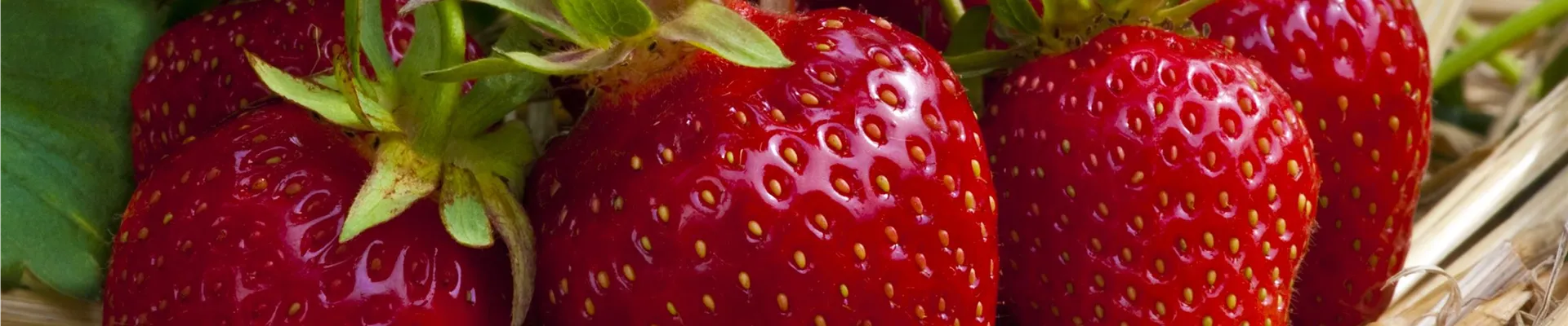 Fragaria x ananassa