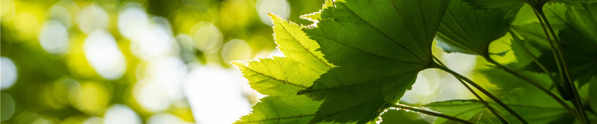 Acer shirasawanum