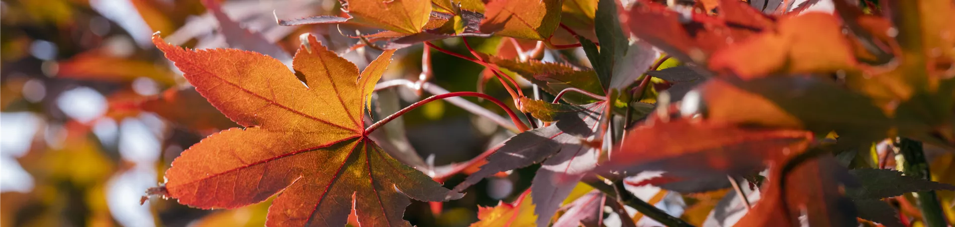 Acer Acer