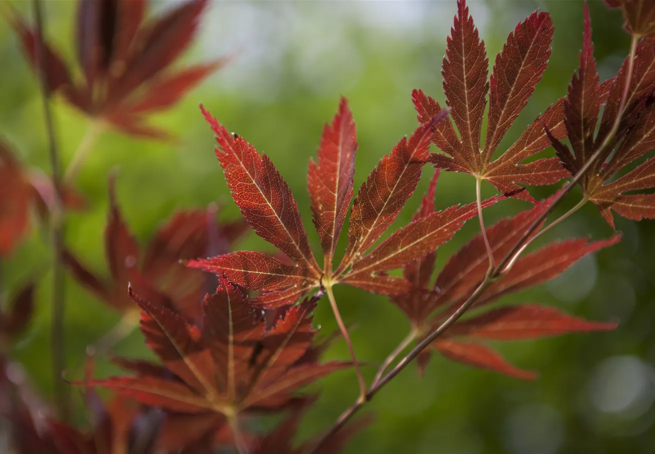 Acer palmatum Acer palmatum
