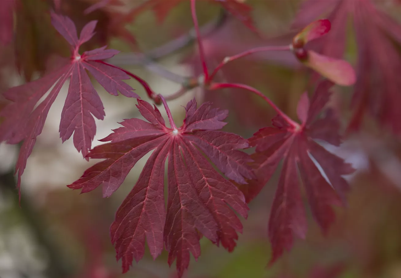 Acer japonicum Acer japonicum