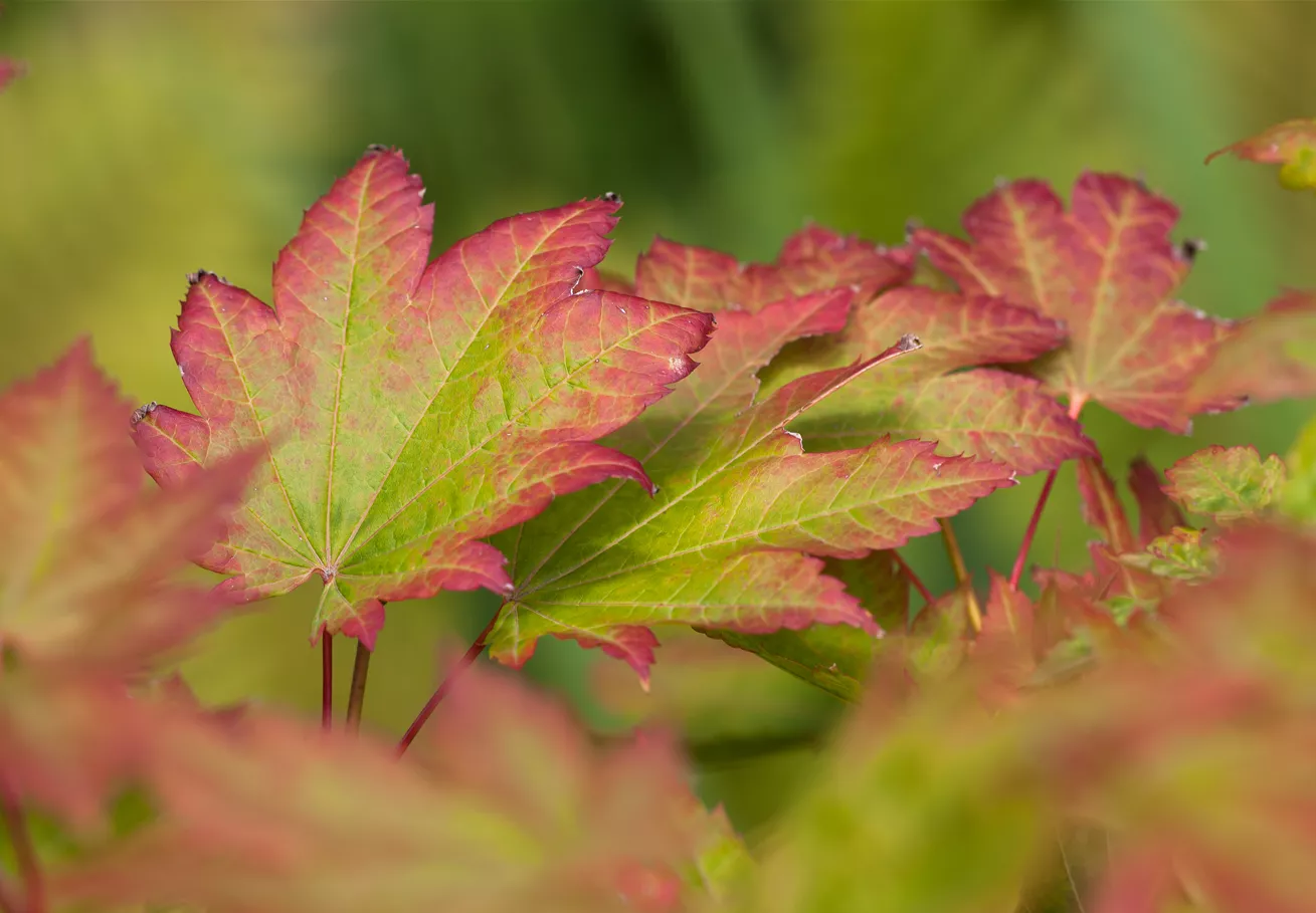 Acer japonicum 'Vitifolium' Acer japonicum 'Vitifolium'