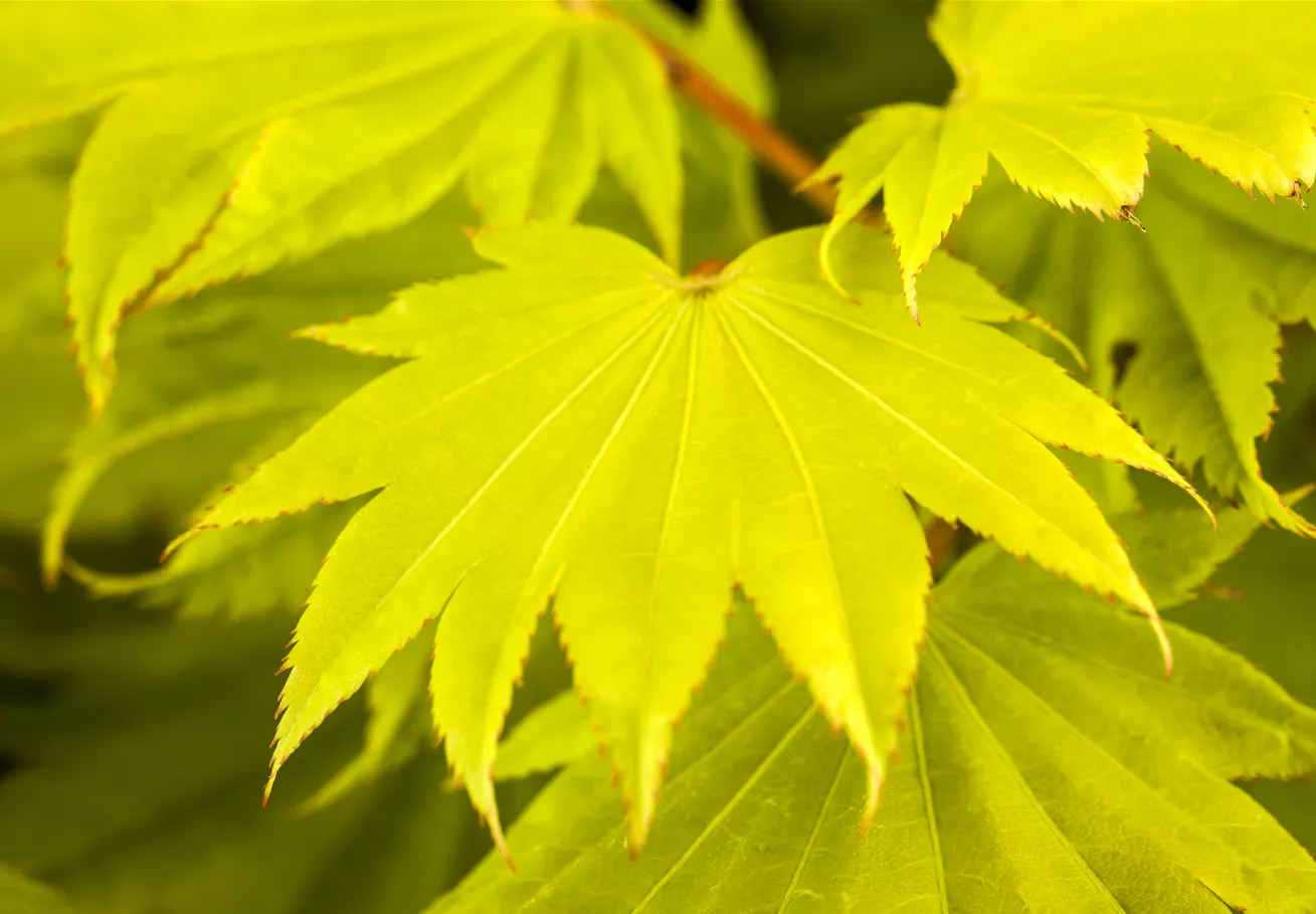 Acer shirasawanum Acer shirasawanum