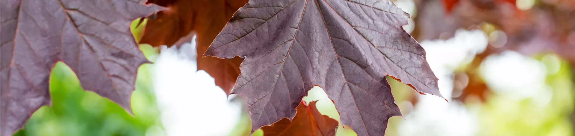 Acer platanoides 'Crimson Sentry' Acer platanoides 'Crimson Sentry'