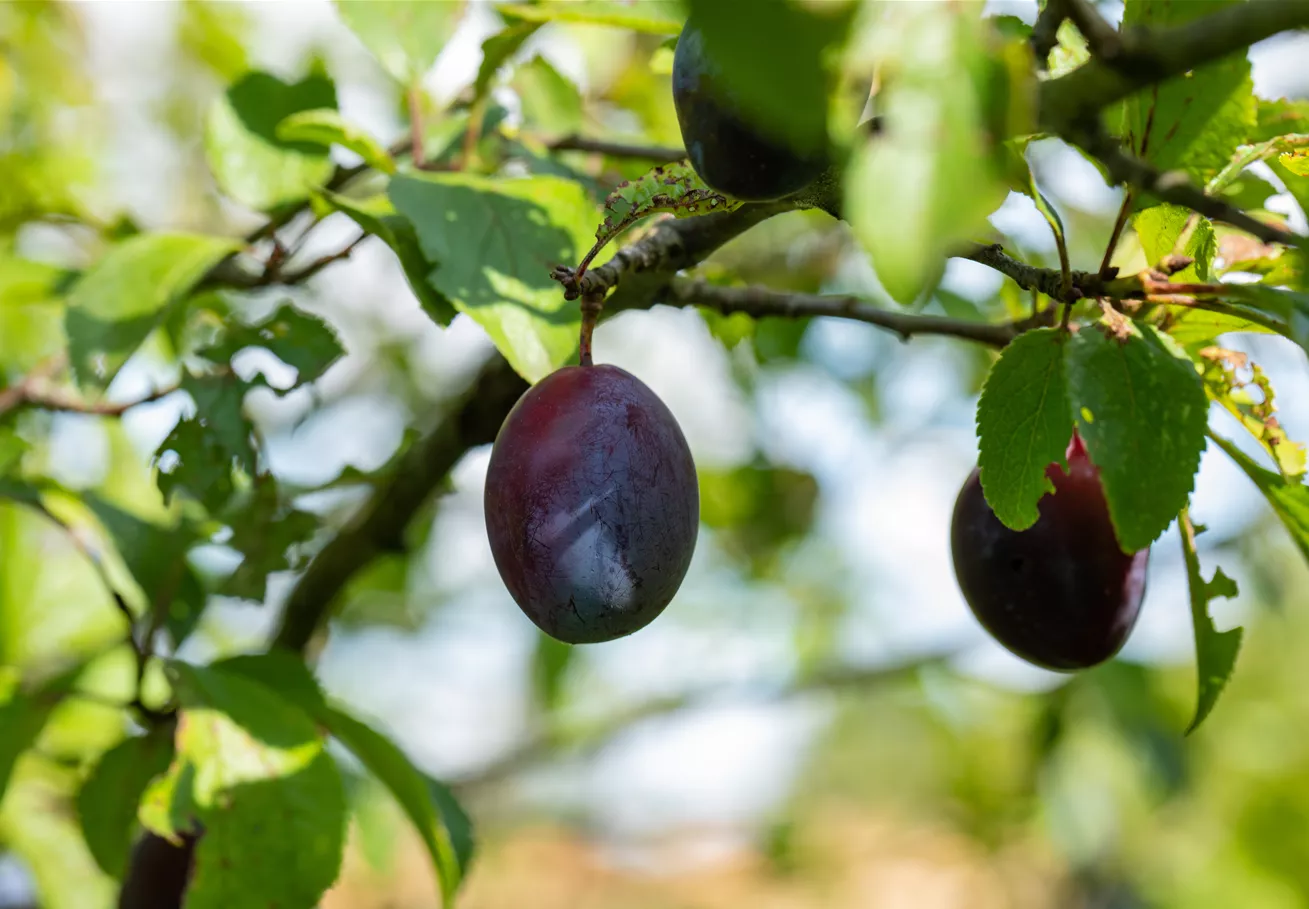 Prunus domestica subsp. domestica Prunus domestica subsp. domestica