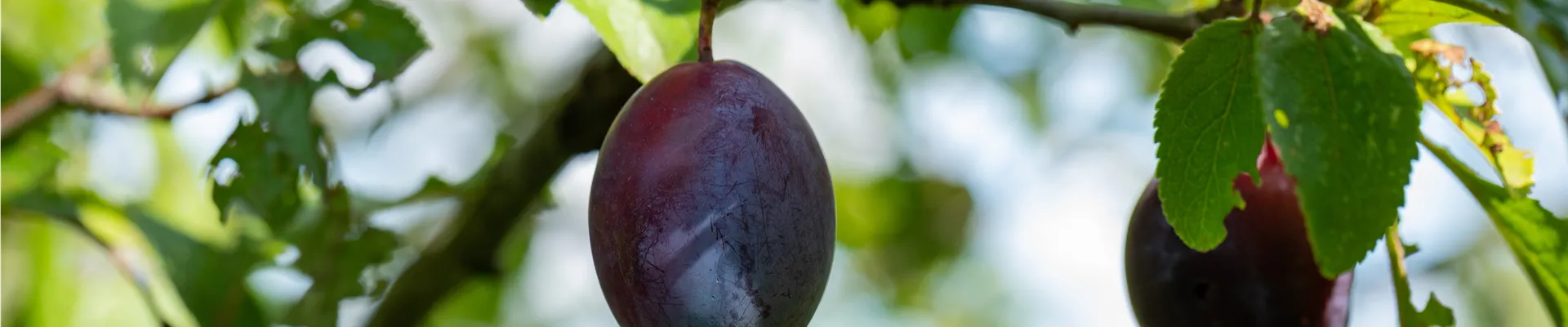 Prunus domestica subsp. domestica