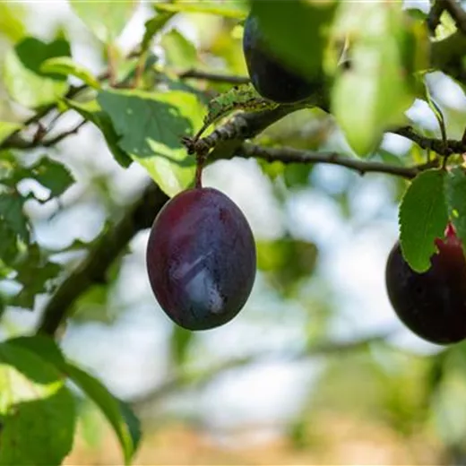Die besten Obstpflanzen für den Garten Die besten Obstpflanzen für den Garten