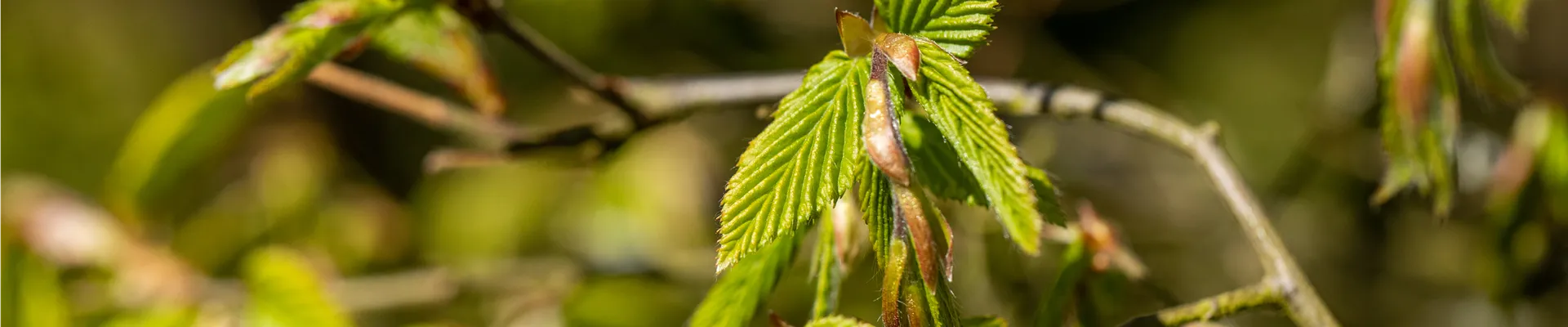 Carpinus betulus