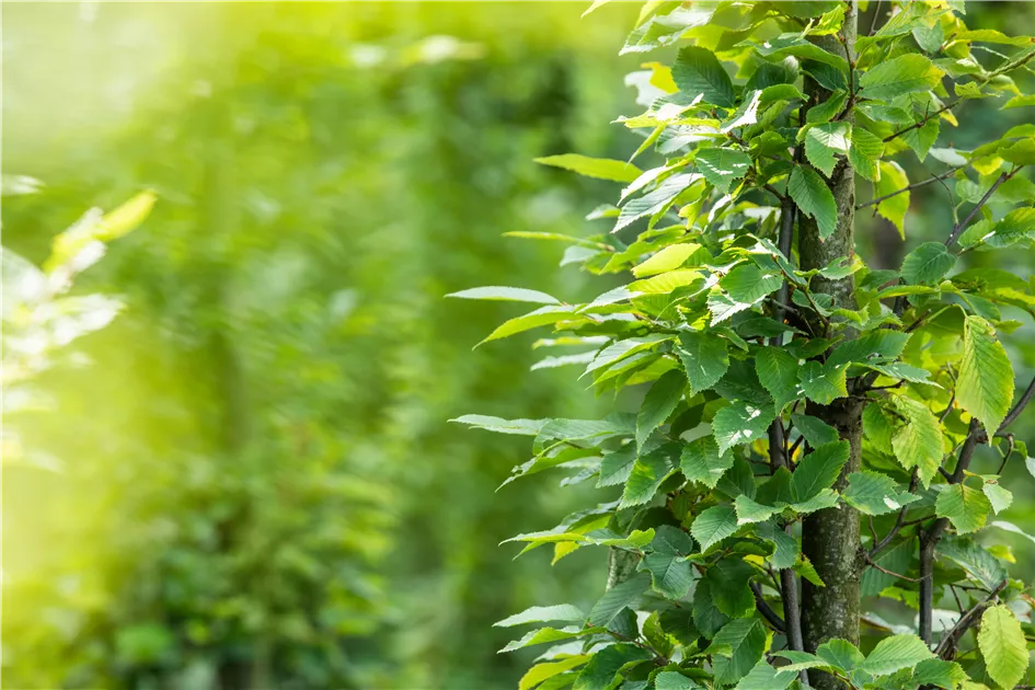 kaffeesatz als dünger für cannabispflanzen Cannabis Dünger - Mineralischer NPK Flüssigdünger mit Stickstoff