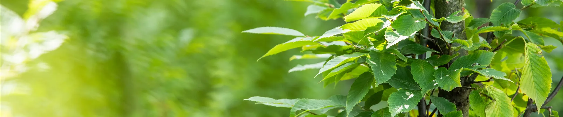 Carpinus betulus