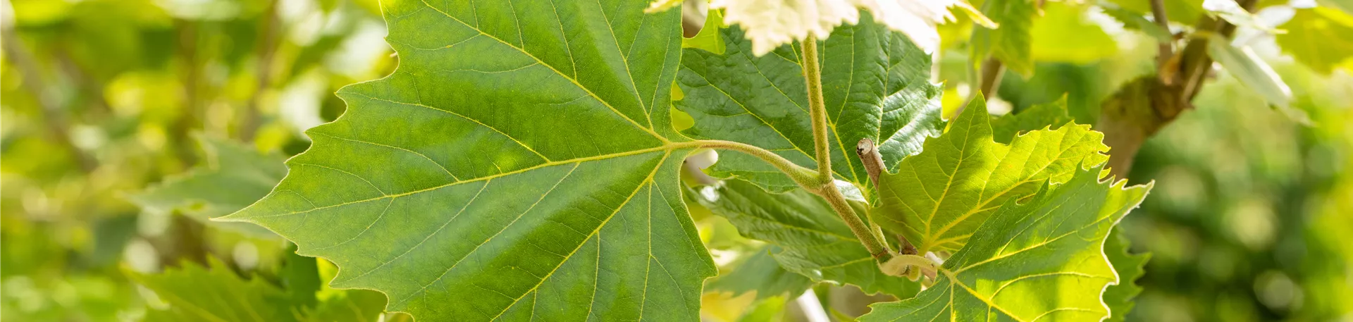Platanus x hispanica 'Alphens Globe' Platanus x hispanica 'Alphens Globe'