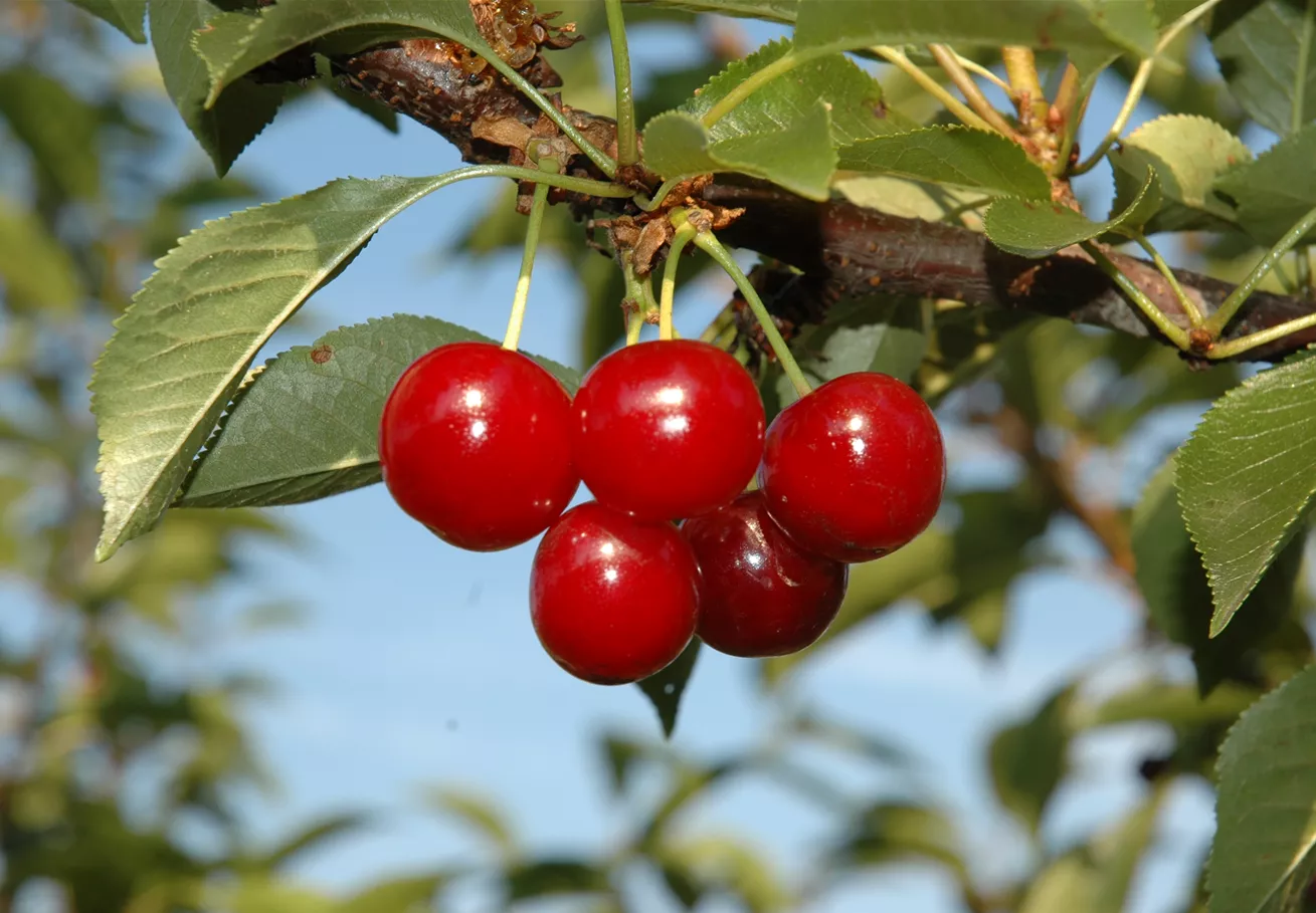 Prunus cerasus 'Vowi'(s) Prunus cerasus 'Vowi'(s)