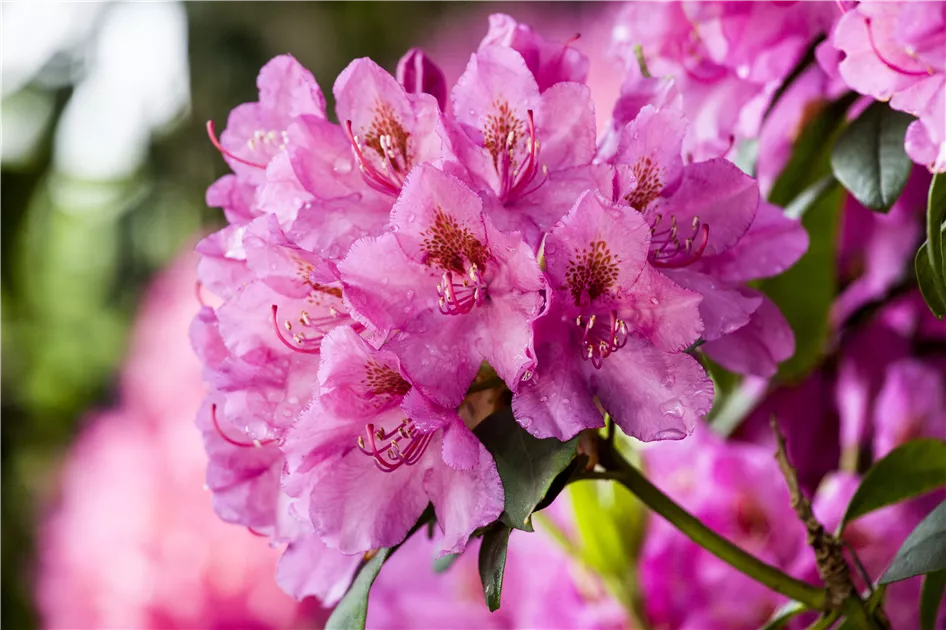 So gelingt die Pflege des Rhododendrons ohne Probleme