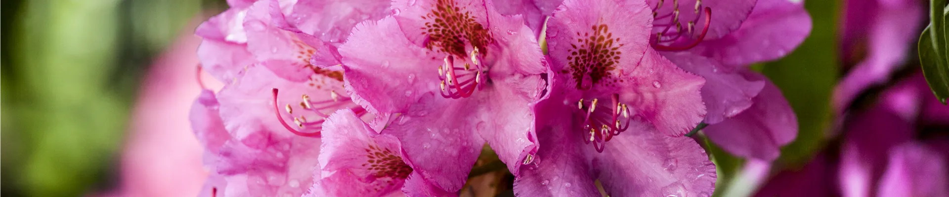 Rhododendron 'Constanze'