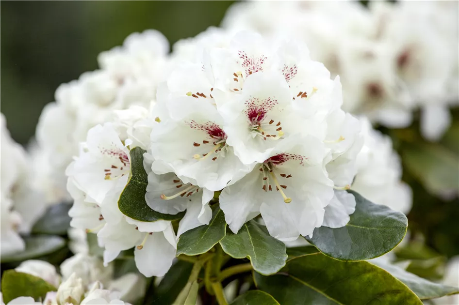 Wie man im Handumdrehen einen Rhododendron verjngen kann