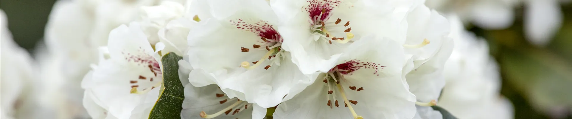Rhododendron 'Schneebukett'