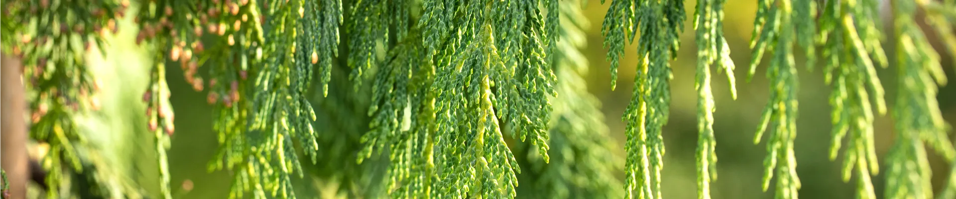 Chamaecyparis nootkatensis 'Pendula'