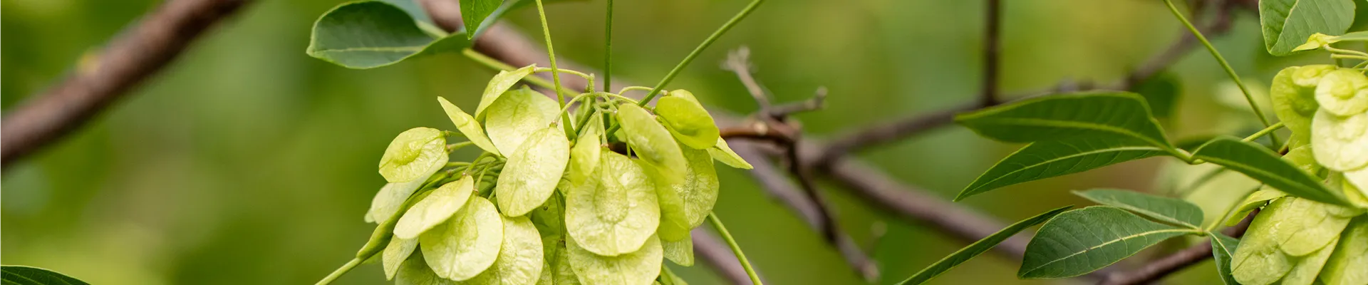 Ptelea trifoliata
