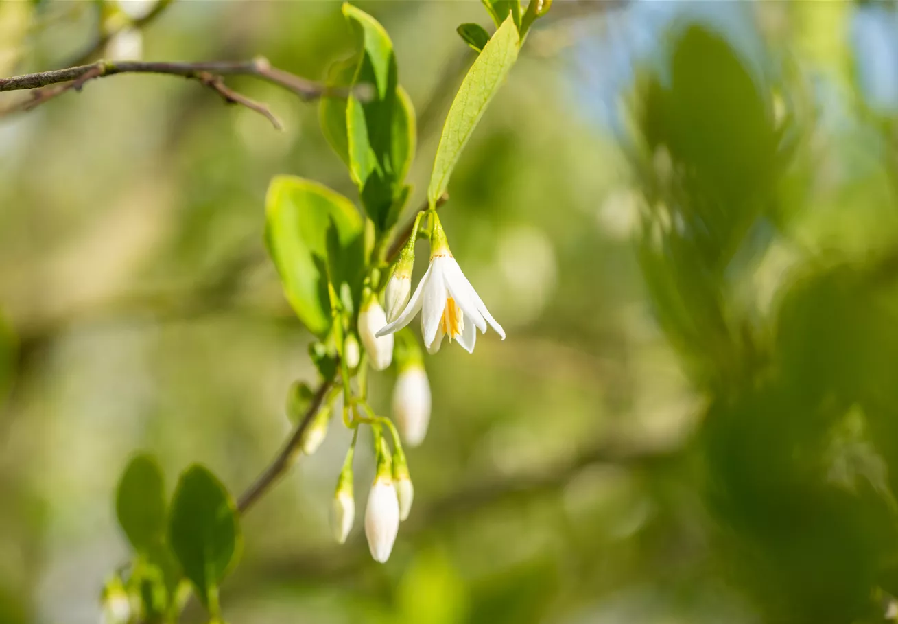 Styrax americanus Styrax americanus
