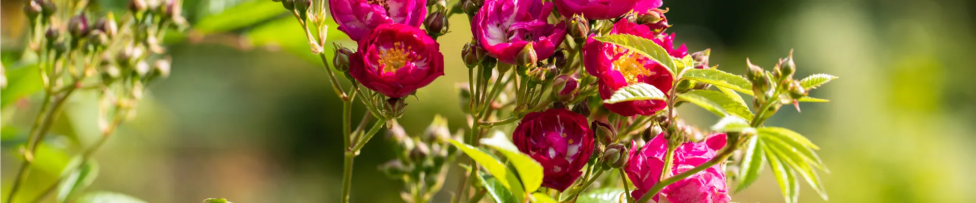 Kletterrose, magenta