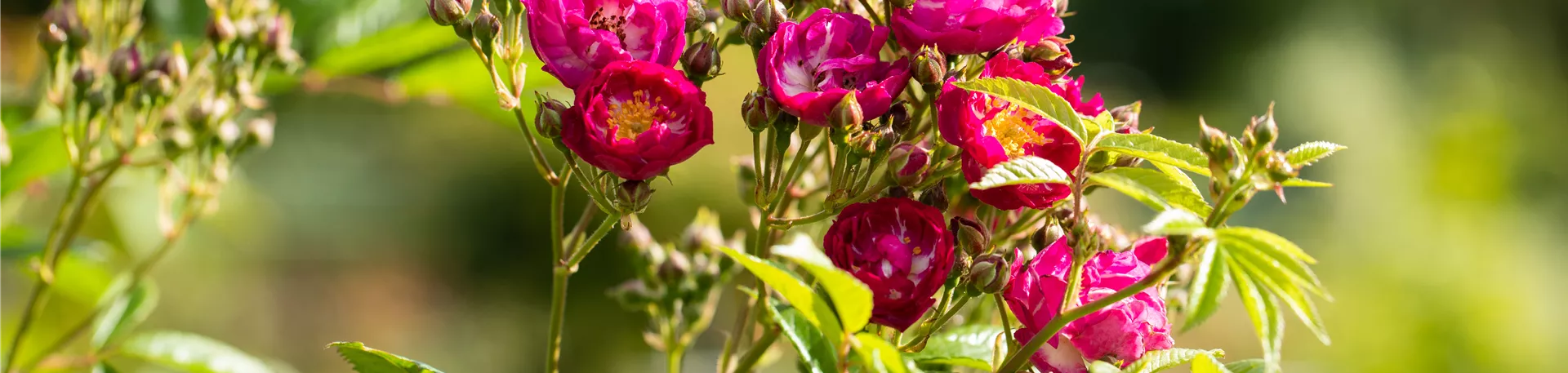 Kletterrose, magenta Kletterrose, magenta