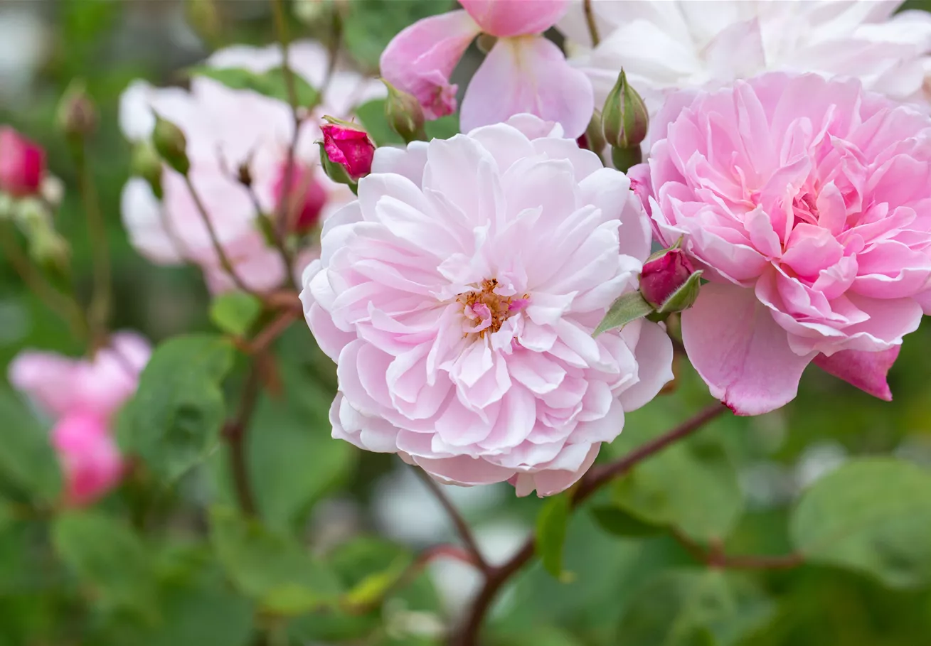 Englische Rose, rosa Englische Rose, rosa